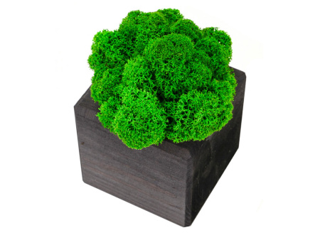 Композиция Мох в интерьере эбен, зеленый