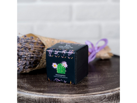 Набор для выращивания Small village cube Эхиноцереус